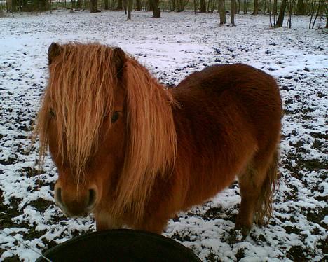 Miniature Hannibal - Hannibal billede 1