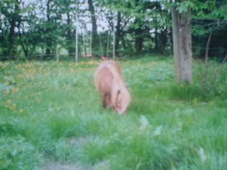 Miniature Hannibal - Hannibal billede 2