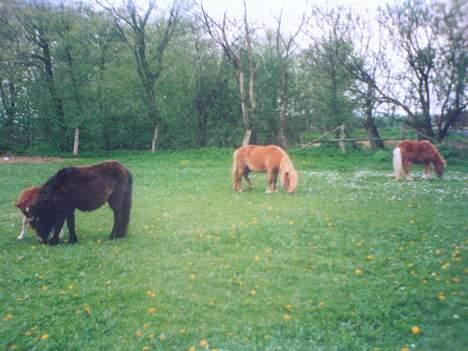 Miniature Hannibal - Hannibal og hans kæreste Mulle billede 3