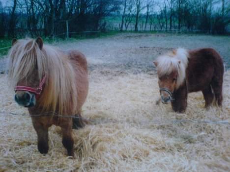 Miniature Hannibal - Hannibal og Rosa som desværre er død billede 4