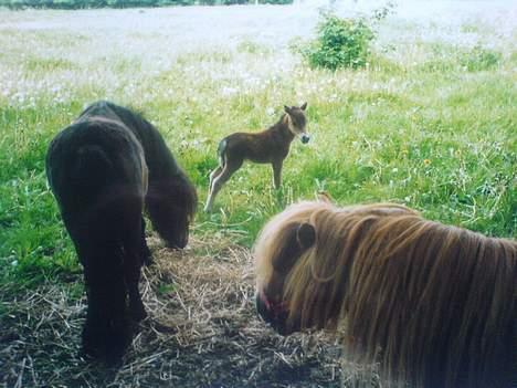 Miniature Hannibal - Hannibal og hans kæreste og deres føl billede 5