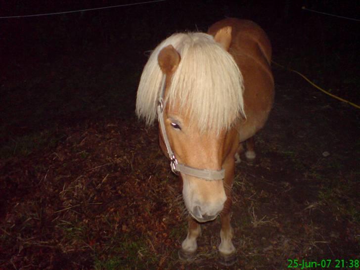 Shetlænder Dolf "Mascot" af Hola - nr 15 den juni 2007 billede 16