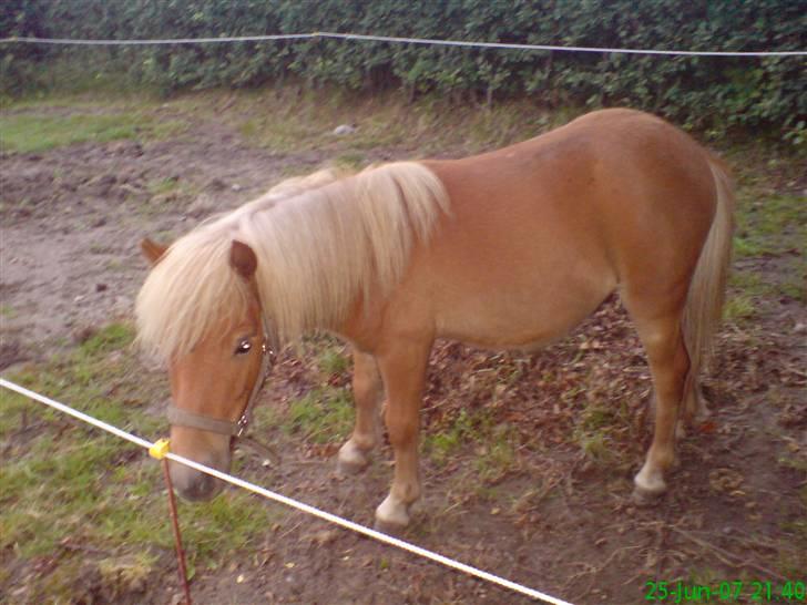Shetlænder Dolf "Mascot" af Hola - nr. 16 juni 2007 billede 17