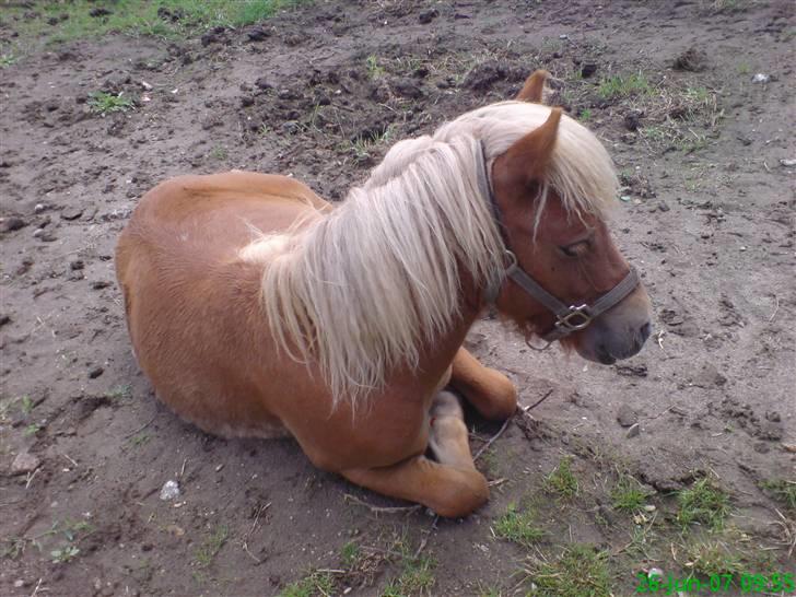 Shetlænder Dolf "Mascot" af Hola - nr. 18 dolf ligger ned ude i haven.  billede 18