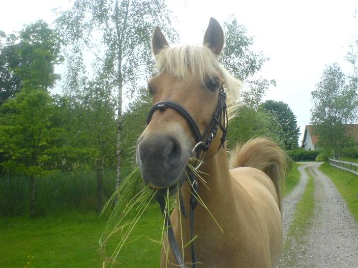 Anden særlig race Alabama - hmm lækkert billede 3