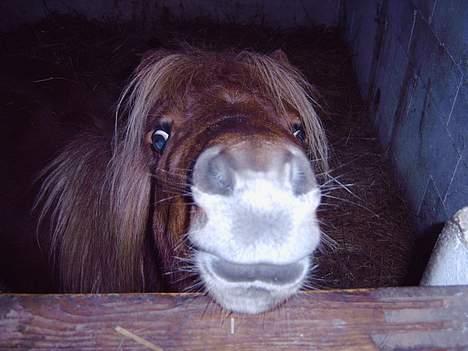 Anden særlig race *Lille-mand* - Velkommen til min profil billede 1