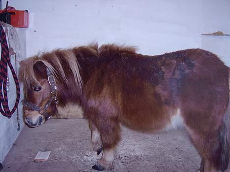 Anden særlig race *Lille-mand* billede 6