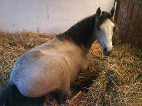 Connemara Caloway af Sandgaarden - "Jeg tager lige en slapper" billede 4