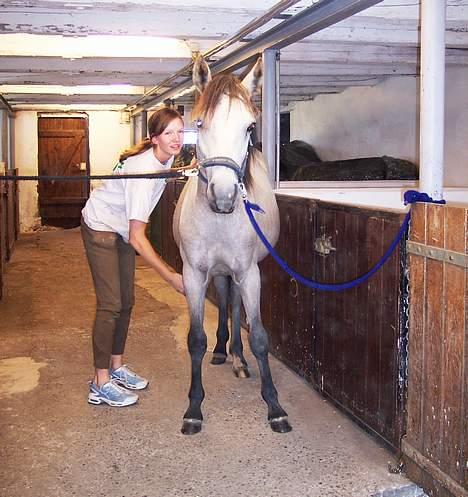 Connemara Caloway af Sandgaarden - "Uh.... det er dejligt, lidt til højre" billede 7