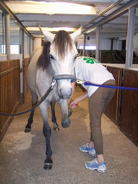 Connemara Caloway af Sandgaarden - Og løft  billede 9
