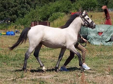 Connemara Caloway af Sandgaarden billede 11