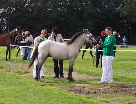 Connemara Caloway af Sandgaarden - Og stå pænt billede 18