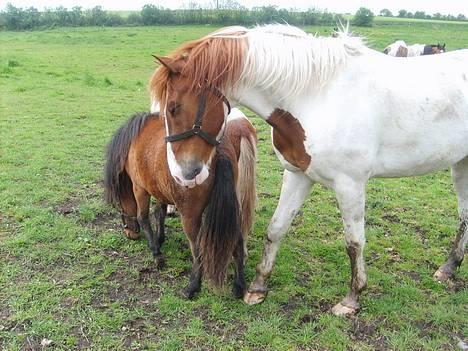 Pinto charmoon<3 solgt :( - min dejlige hest på engen.! billede 1