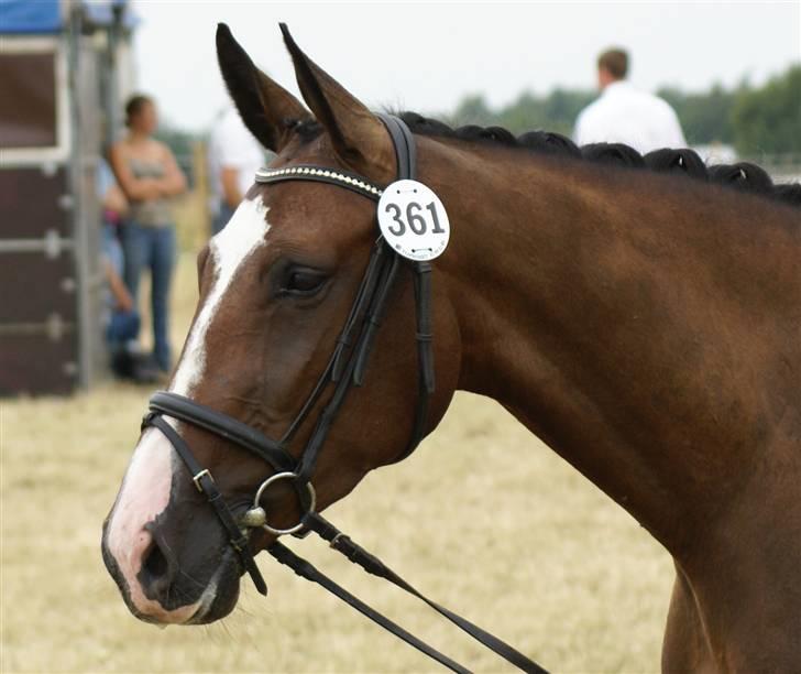 Dansk Varmblod Liva Adoa RDS RIP - Kåring juli 2008 billede 2
