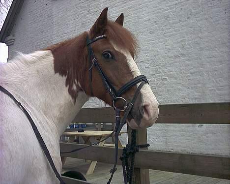 Pinto charmoon<3 solgt :( - her er vi færdige med at ride og så skal der hygges med at strigle.  billede 4