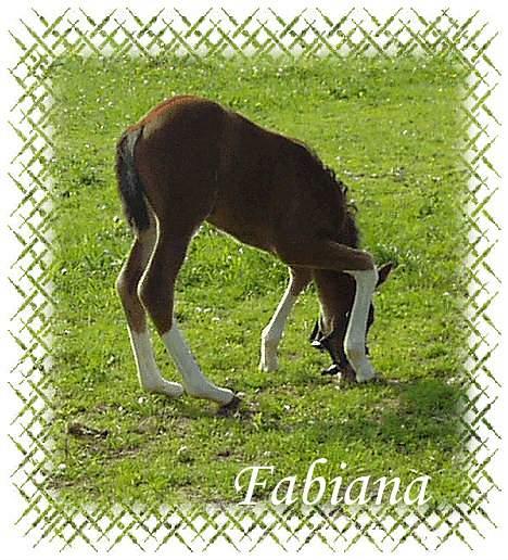Dansk Varmblod Fabiana - Åhh, hvor er det svært, når man har sådan nogle lange ben!!! billede 7