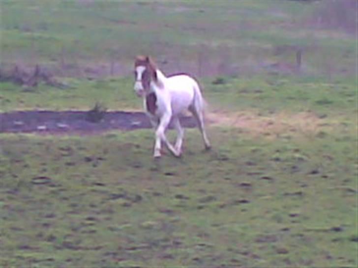 Pinto charmoon<3 solgt :( - det er så på marken da vi kalder på hestene der skal ind "undskyld kvaliteten" billede 8