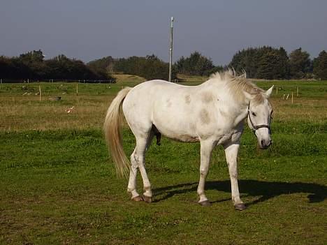 Lipizzaner sir Max  billede 2