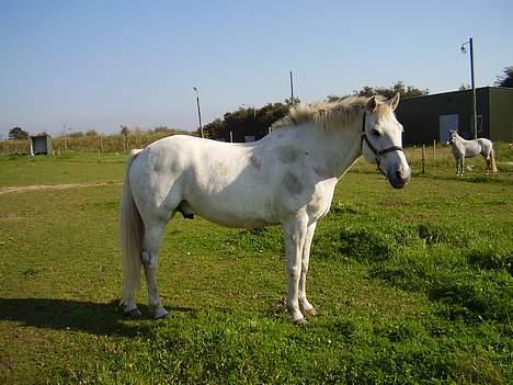 Lipizzaner sir Max  billede 3