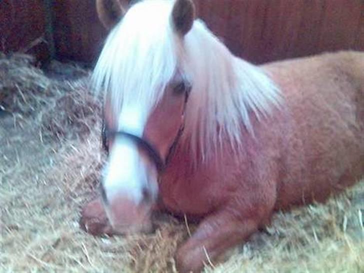 Haflinger Eliza R.I.P - du savnet ! billede 15