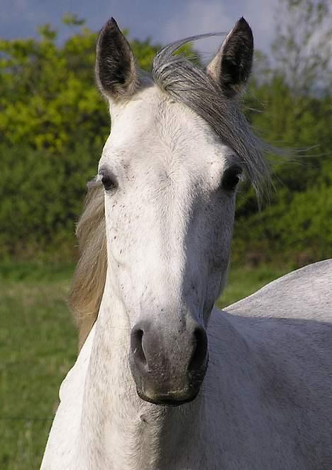 Anden særlig race Isabella - Den smukke!! billede 1