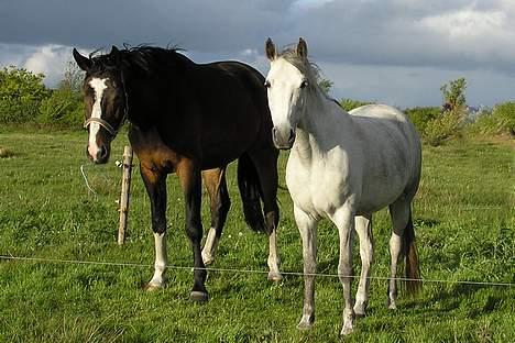 Anden særlig race Isabella - Sammen med bedste-vennen Zander billede 2