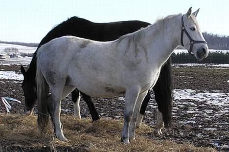 Anden særlig race Isabella - Højdrægtig billede 5