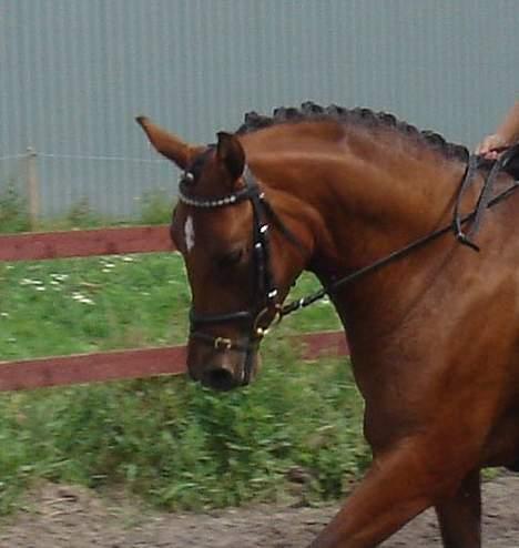 DSP Kamica Toft - Træning :) billede 4