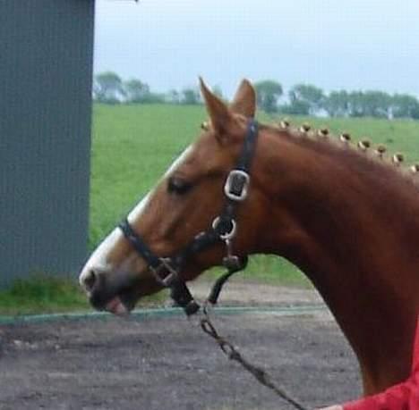 DSP Cassie - Smukke pony <33 billede 14