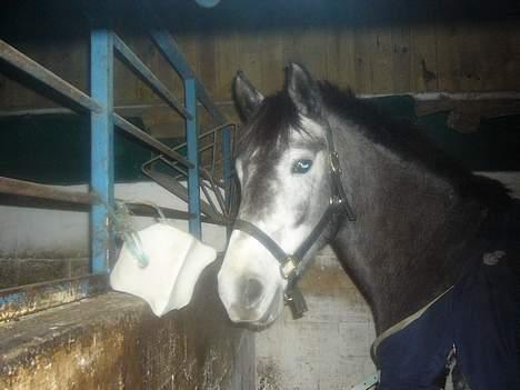 Anden særlig race Catwalk *SOLGT* - Catwalk´s smukke hovede <3 *BILLEDET MÅ IKKE BRUGES!* billede 1