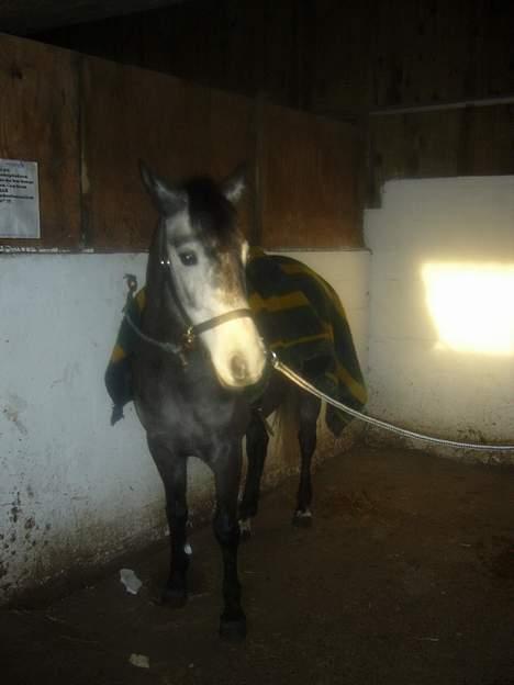 Anden særlig race Catwalk *SOLGT* - Catwalk i vandspiltovet :b *BILLEDET MÅ IKKE BRUGES!* billede 2