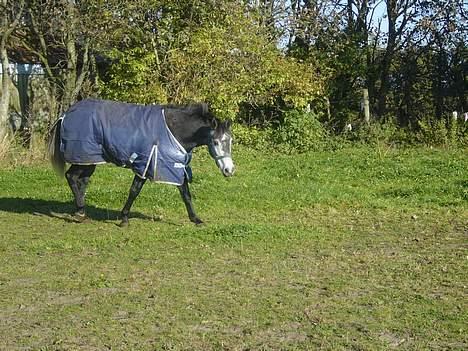 Anden særlig race Catwalk *SOLGT* - På folden :) *BILLEDET MÅ IKKE BRUGES!* billede 8