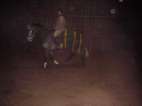 Anden særlig race Catwalk *SOLGT* - Dressur d: *BILLEDET MÅ IKKE BRUGES!* billede 11