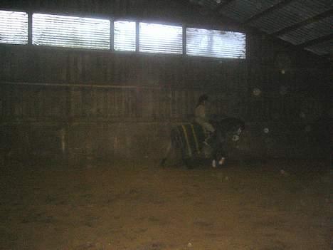 Anden særlig race Catwalk *SOLGT* - Smukke :) *BILLEDET MÅ IKKE BRUGES!* billede 12