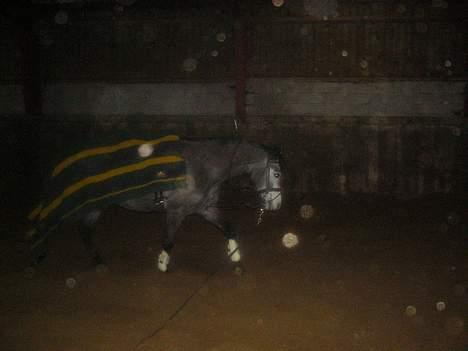 Anden særlig race Catwalk *SOLGT* - Smukke i longe :) *BILLEDET MÅ IKKE BRUGES!* billede 15
