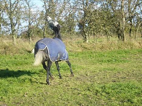 Anden særlig race Catwalk *SOLGT* - snobbede Catwalk ! <3 *BILLEDET MÅ IKKE BRUGES!* billede 17