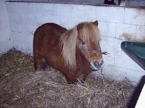 Anden særlig race *Lille-mand* billede 8