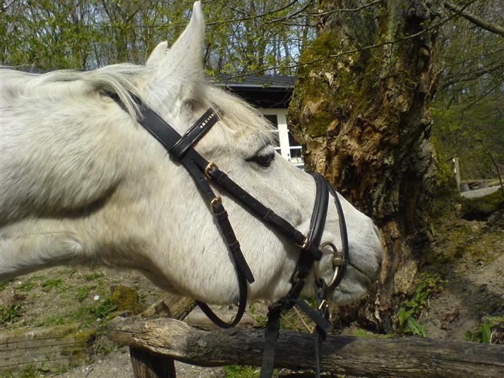 Connemara Balcarno Papeia <3"soglt" billede 12