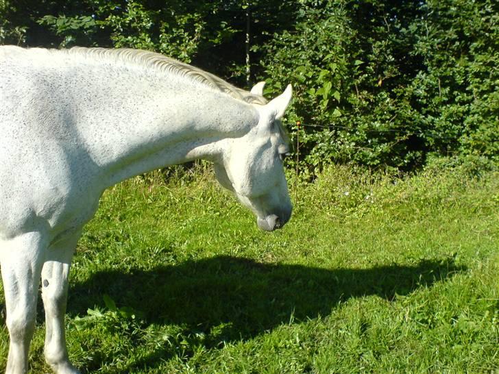 Connemara Balcarno Papeia <3"soglt" - Tagen den 9-juli´ gode morgen billeder billede 13