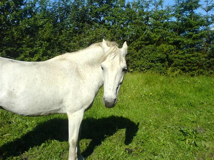 Connemara Balcarno Papeia <3"soglt" - Tagen den 9-juli´ gode morgen billeder billede 15