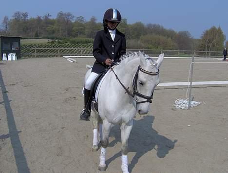 Welsh Pony (sec B) Lyngvejens Domino[SOLGT] - billede 1 billede 1