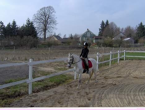 Welsh Pony (sec B) Lyngvejens Domino[SOLGT] - billede 3 billede 3