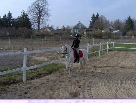 Welsh Pony (sec B) Lyngvejens Domino[SOLGT] - billede 4  billede 4