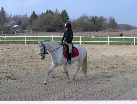 Welsh Pony (sec B) Lyngvejens Domino[SOLGT] - billede 5 det os godt billede 5