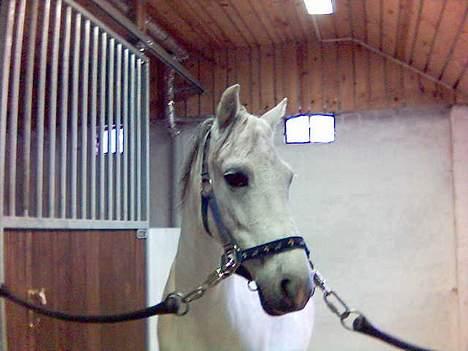 Welsh Pony (sec B) Lyngvejens Domino[SOLGT] - billede 7 flotte silver billede 7
