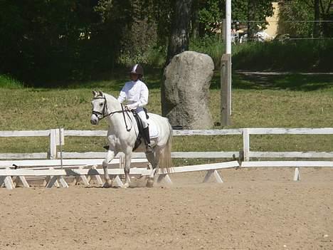 Welsh Pony (sec B) Lyngvejens Domino[SOLGT] - billede 9 til stævne på VOSK  billede 9