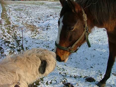 Dansk Varmblod Raphiella Scarlet - Taget den 27/1-07 billede 15