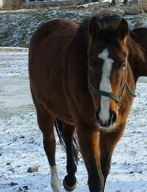 Dansk Varmblod Raphiella Scarlet - Taget den 27/1-07 billede 16