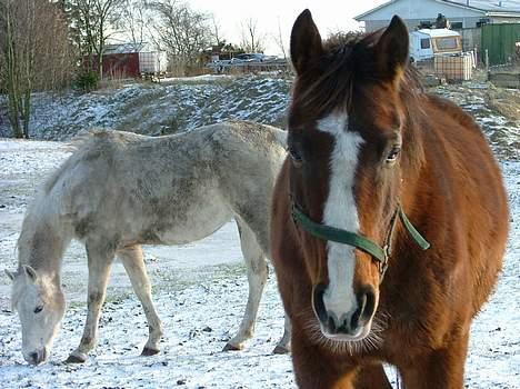 Dansk Varmblod Raphiella Scarlet - Taget den 27/1-07 billede 17