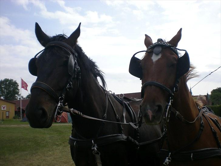 Oldenborg Thor - Thor og Caletto på Egeskov 2010 billede 11